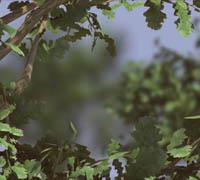 Digital Tutors - Introduction to 3D in After Effects CC