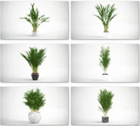 VIZPARK Interior Plants