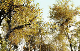R&D group Itrees vol 1 Autumn   ?