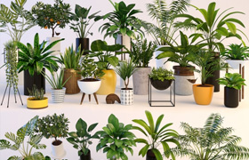 Plants