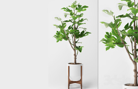 Fig Plant 2  ?