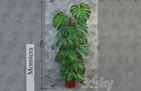 Monstera