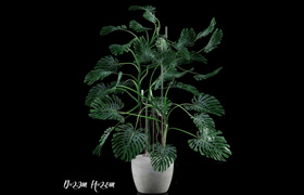 ?Big Monstera / Big Monstera