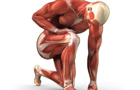 Marieb - Human Anatomy 8th GLOBAL Edition