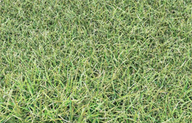 ?grass