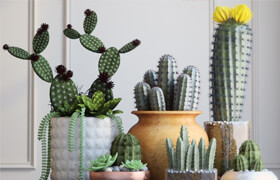 ?Cacti
