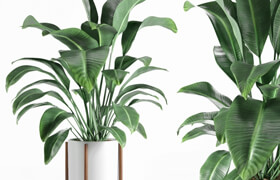 Pot plant  ?
