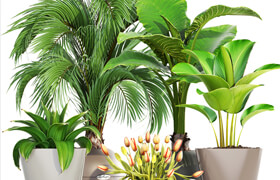 Collection of plants 191.