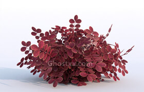 ?CgTrader - Plant Berberys Garden VR  AR  low-poly 3d model