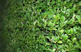3DOCEAN - Shrub Seamless Texture