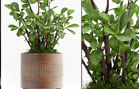 PLANT - 71