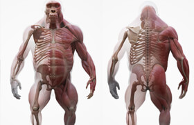 3D Scan Store - Gorilla Ecorche