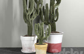 Set of Three Cactuses Carnegiea  ?
