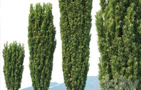 Taxus Baccata # 1 Fastigiata Robusta V2  ?