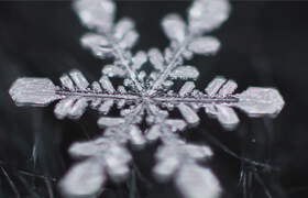 ON1 - Macro Photography Course