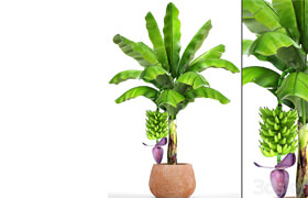 Cgtrader - Banana palm with banana fruit - 3D model