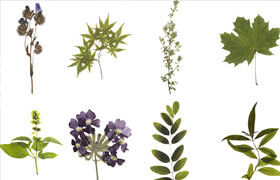 Sparrow & Snow BUNDLE - Dry Flowers & Leaves - 材質