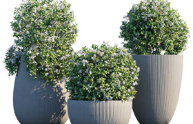 Plant in pots # 14: Star Jasmine  ?