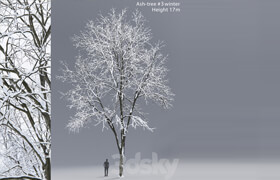Winter Ash | Ash-tree winter # 3 (17m)  ?