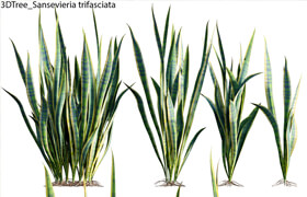 Sansevieria trifasciata 01