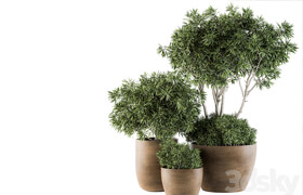 Outdoor Plants tree in Concrete Pot - Set 111