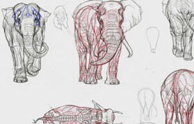 The Gnomon Workshop - Elephant Anatomy Vol. 1 - Drawing Skeletons & Musculature