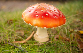 Gumroad - Fantasy Forest Mushroom Reference Pack - 參考照片