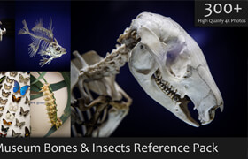 Artstation - Museum Bones & Insects Reference Pack - 參考照片