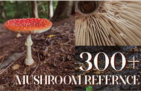 Artstation - Reference pack  300+ Mushrooms images - 參考照片