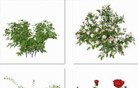 Xfrog Models & Billboards SHRUBS