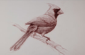 Skillshare - How to Draw A Beginner’s Guide - Part 1 of The Drawing Laboratory