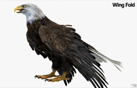 Turbosquid - american eagle fur anatomy - 模型