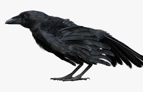 Turbosquid - Crow Skin Anatomy 3D Model - 模型