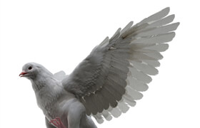 Turbosquid - Dove Fur Anatomy Modelo 3D - 模型