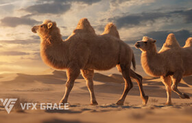 VFX Grace - Bactrian Camel Animated - 模型