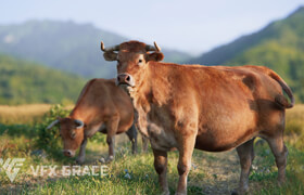 Vfx Grace - Cattle Cow - 模型
