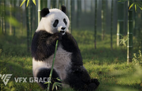 VFX Grace - Panda Animation - 模型  ?