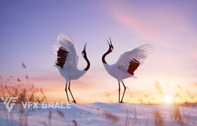 VfX Grace - Red-Crowned Crane Animation - 模型
