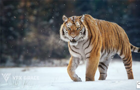 VfX Grace - Siberian Tiger Animated  3d tiger animation model - 模型