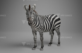 VfX Grace - Zebra Animation - 模型